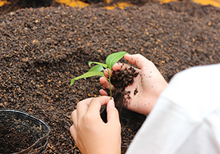 forever green project